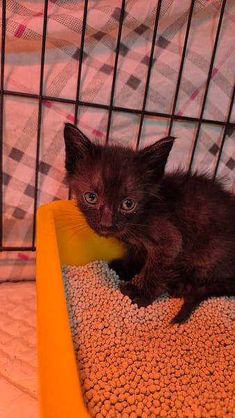 【待認養】混種貓 貓 (男生) - 新北市八里區公立動物之家