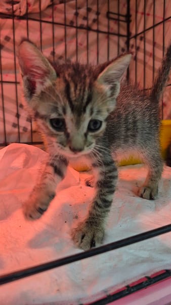 【待認養】混種貓 貓 (男生) - 新北市八里區公立動物之家