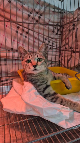 【待認養】混種貓 貓 (女生) - 新北市八里區公立動物之家