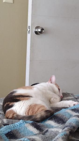 愛琴海岸緬因貓舍