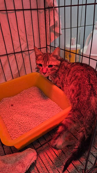【待認養】混種貓 貓 (男生) - 新北市八里區公立動物之家