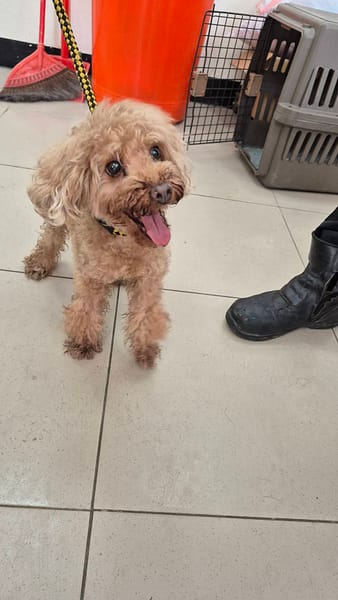 【待認養】貴賓犬 狗 (男生) - 新北市八里區公立動物之家