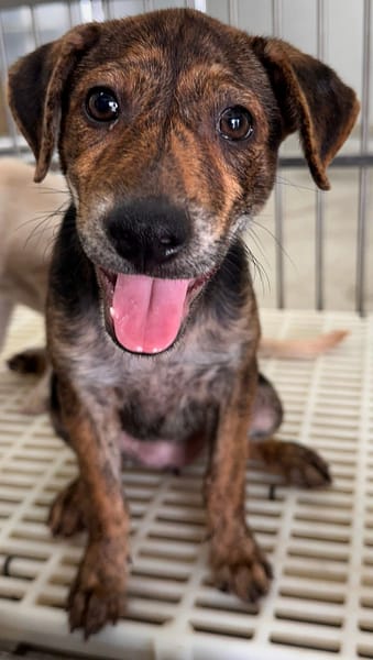 【待認養】混種犬 狗 (女生) - 花蓮縣狗貓躍動園區