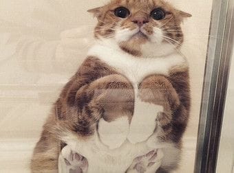 帕諾貓弄寵物生活館