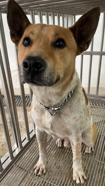 【待認養】混種犬 狗 (男生) - 花蓮縣狗貓躍動園區