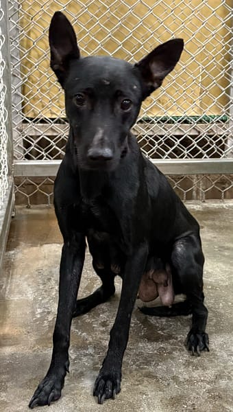 【待認養】混種犬 狗 (女生) - 臺東縣動物收容中心