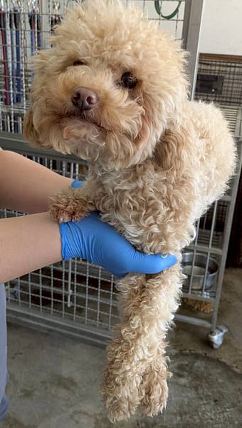 【待認養】混種犬 狗 (男生) - 花蓮縣狗貓躍動園區