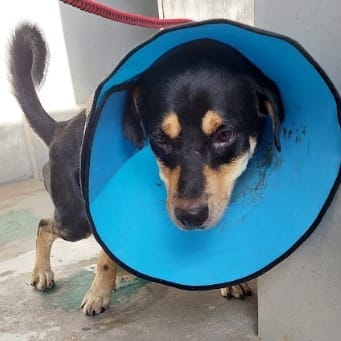 【待認養】混種犬 狗 (男生) - 新北市五股區公立動物之家