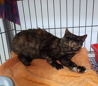 【待認養】混種貓 貓 (女生) - 新北市板橋區公立動物之家