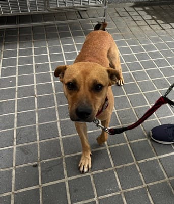 【待認養】混種犬 狗 (男生) - 臺中市動物之家后里園區