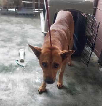 【待認養】混種犬 狗 (男生) - 新北市五股區公立動物之家