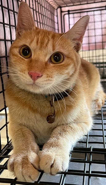 【待認養】混種貓 貓 (男生) - 花蓮縣狗貓躍動園區