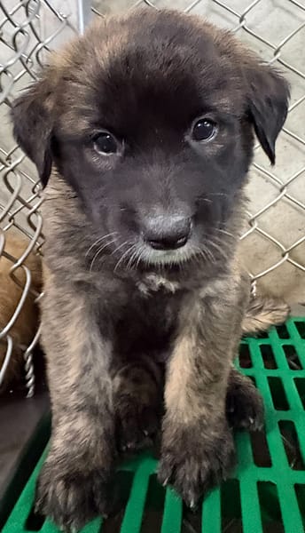 【待認養】混種犬 狗 (女生) - 臺東縣動物收容中心