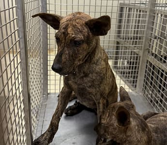 【待認養】混種犬 狗 (男生) - 嘉義市動物保護教育園區