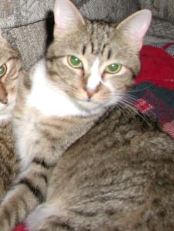 喵了個汪寵物生活館