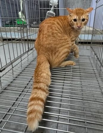 【待認養】混種貓 貓 (男生) - 新北市五股區公立動物之家