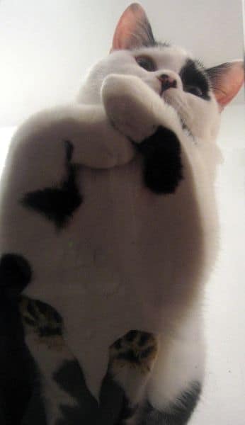 愛波寵物工作坊