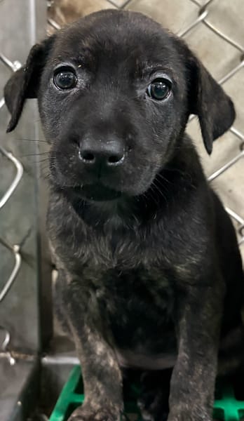 【待認養】混種犬 狗 (女生) - 臺東縣動物收容中心