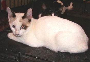 好日子寵物犬屋