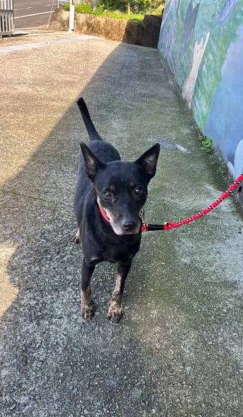 【待認養】混種犬 狗 (男生) - 新北市三芝區公立動物之家