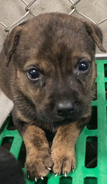 【待認養】混種犬 狗 (女生) - 臺東縣動物收容中心