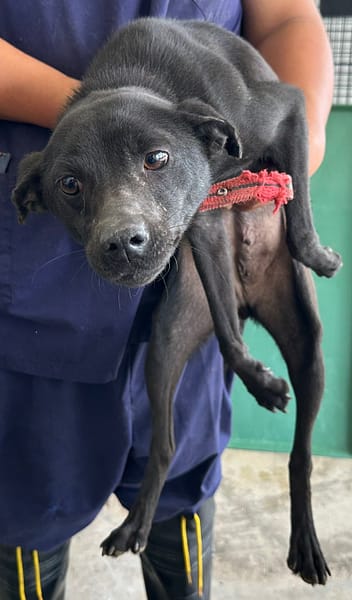 【待認養】混種犬 狗 (女生) - 花蓮縣狗貓躍動園區