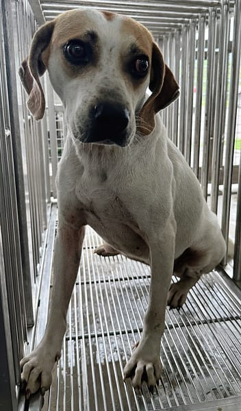 【待認養】混種犬 狗 (女生) - 花蓮縣狗貓躍動園區