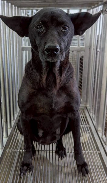 【待認養】混種犬 狗 (女生) - 花蓮縣狗貓躍動園區