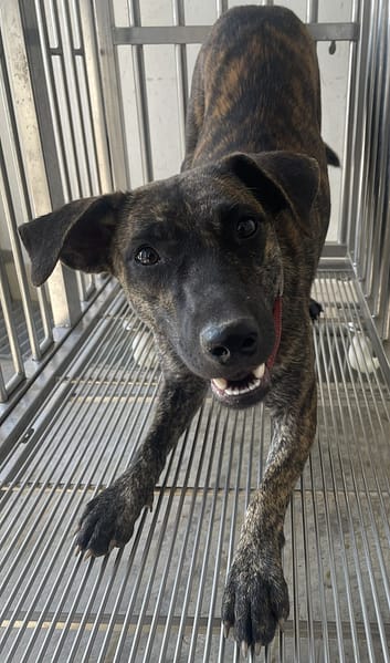 【待認養】混種犬 狗 (女生) - 花蓮縣狗貓躍動園區