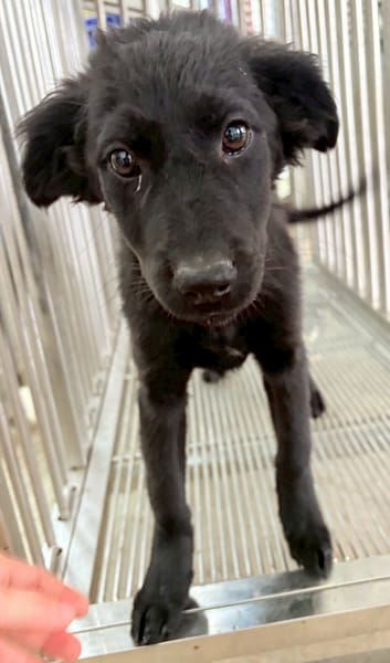 【待認養】混種犬 狗 (女生) - 花蓮縣狗貓躍動園區