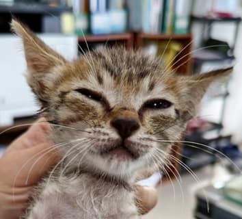 【待認養】混種貓 貓 (女生) - 新北市三芝區公立動物之家