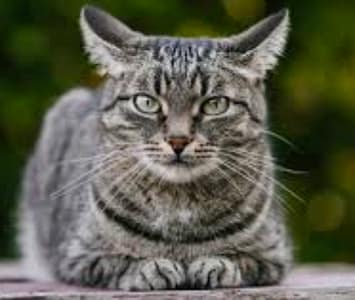 最推薦幼犬專賣