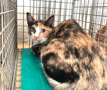 【待認養】混種貓 貓 (女生) - 臺北市動物之家
