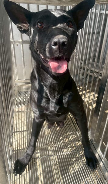 【待認養】混種犬 狗 (女生) - 花蓮縣狗貓躍動園區