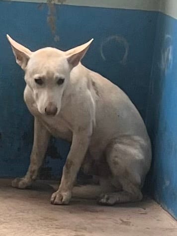 【待認養】混種犬 狗 (男生) - 苗栗縣動物保護教育園區