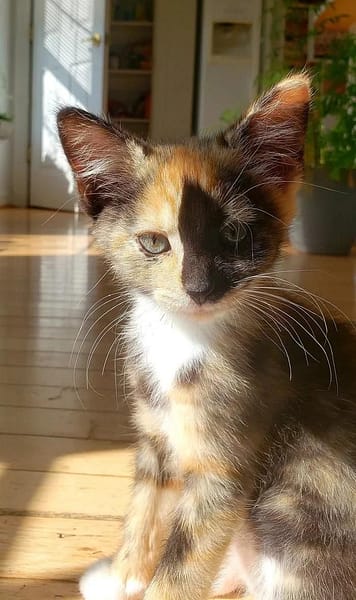 曉鎂玩具熊寵物沙龍旅館