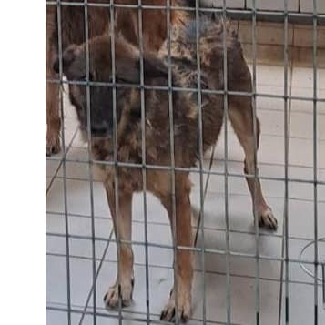 【待認養】 狗 (女生) - 連江縣動物之家