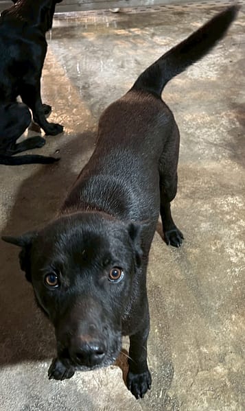 【待認養】混種犬 狗 (男生) - 花蓮縣狗貓躍動園區