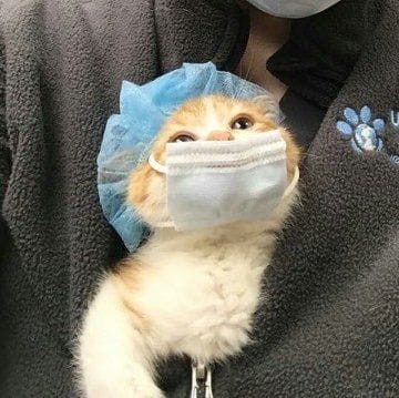 明星貓舍
