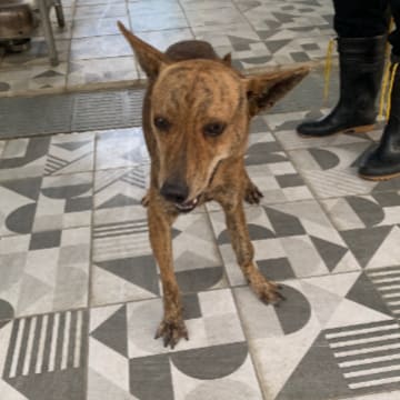 【待認養】混種犬 狗 (男生) - 苗栗縣動物保護教育園區