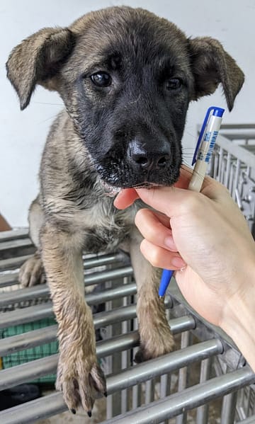 【待認養】混種犬 狗 (男生) - 花蓮縣狗貓躍動園區