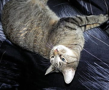 泰迪寵物生活館