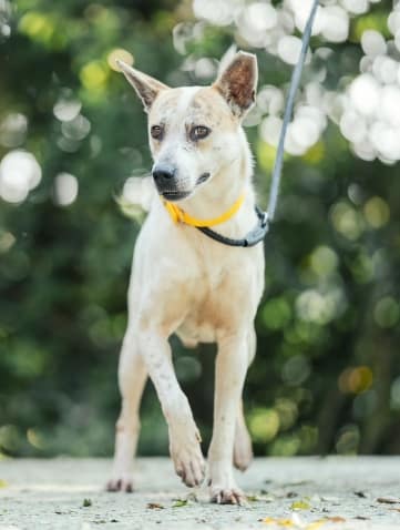 【待認養】混種犬 狗 (男生) - 新北市五股區公立動物之家