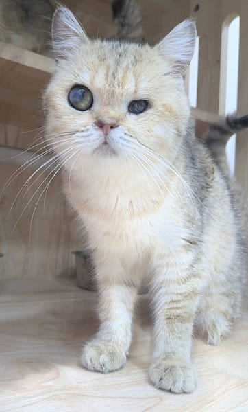 【待認養】混種貓 貓 (女生) - 新竹縣動物保護教育園區