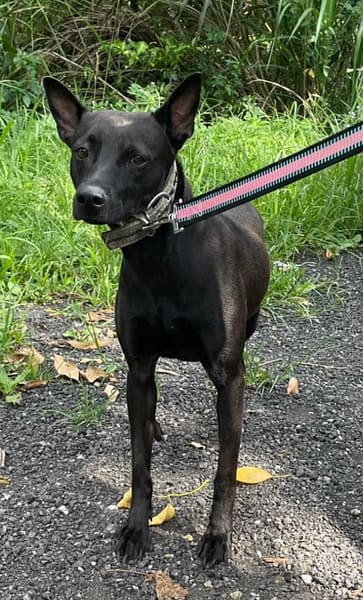 【待認養】混種犬 狗 (女生) - 新北市新店區公立動物之家