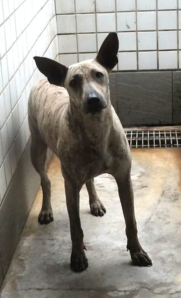 【待認養】混種犬 狗 (男生) - 宜蘭縣流浪動物中途之家