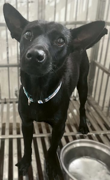 【待認養】混種犬 狗 (女生) - 花蓮縣狗貓躍動園區