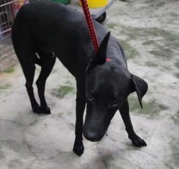 【待認養】混種犬 狗 (男生) - 新北市五股區公立動物之家