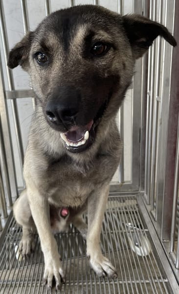 【待認養】混種犬 狗 (男生) - 花蓮縣狗貓躍動園區