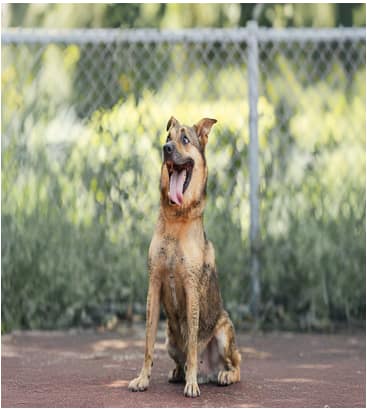 【待認養】混種犬 狗 (男生) - 新北市板橋區公立動物之家